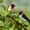 Jolis oiseaux communs des Llanos